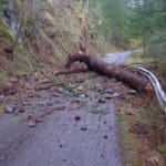 It a tree falls on the way to the range . . . (courtesy Chris Dumm for The Truth About Guns)