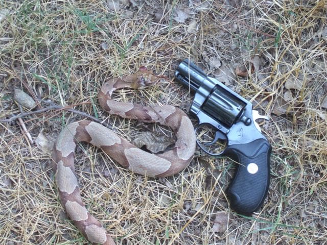 how to shoot a snake