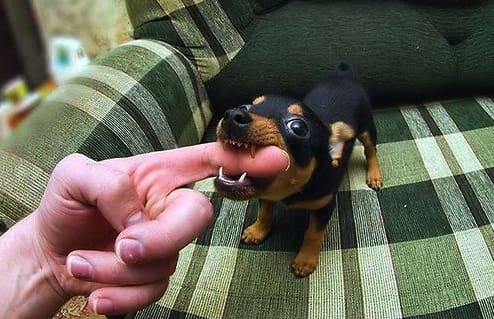 Dog bites finger (courtesy jokeroo.com)