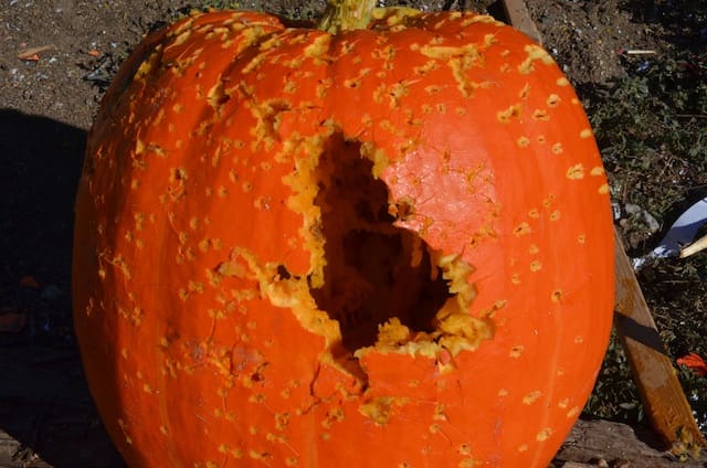 Pumpkin peppered with number 6 birdshot and one shot of 00 buck (courtesy The Truth About Guns)