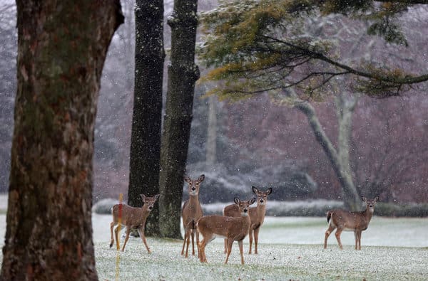 Deer in East Hampton looking for Martha Stewart (courtesy nytimes.com)