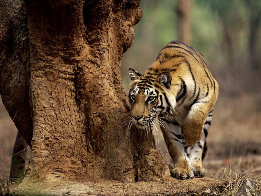 Indian tiger (courtesy aceguide.blogspot.com)