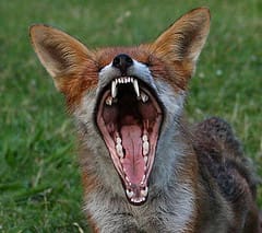 rabid+fox