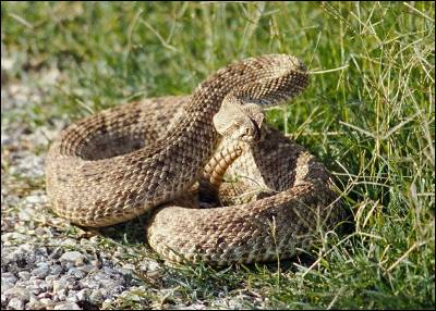 Texas rattlesnake (courtesy wildtexas.com)