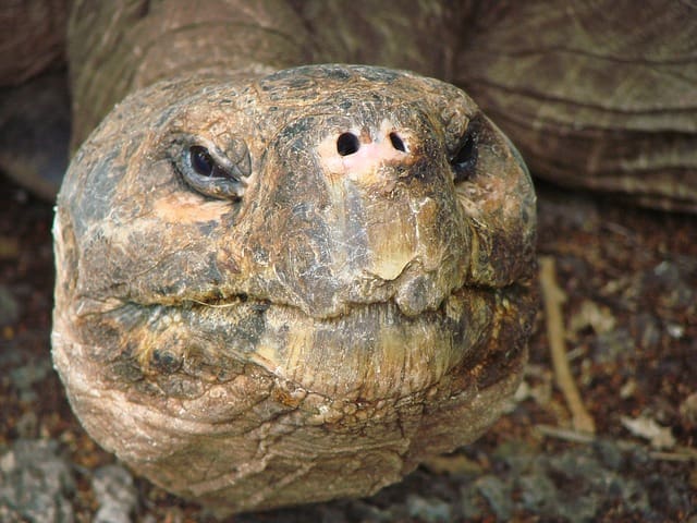 Tortoise (courtesy in2eastafrica.com)