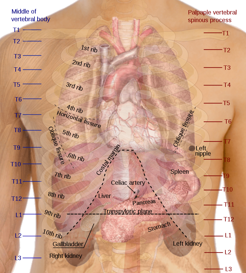 human target zone center mass thorax