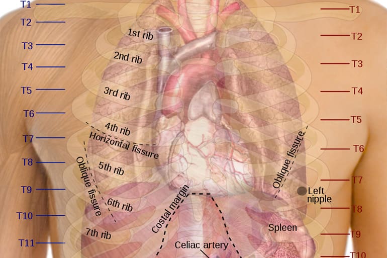 human target zone center mass thorax