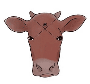 Where to shoot a cow (courtesy wikihow.com)