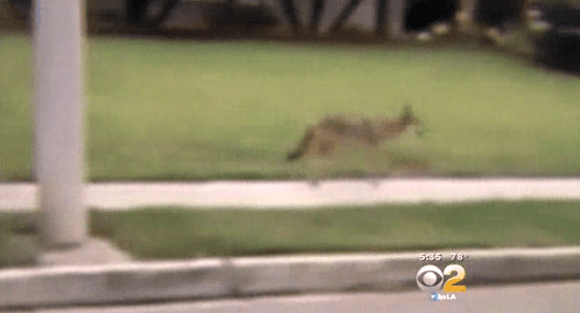 Orange County coyote (courtesy washingtontimes.com)