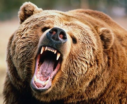 mean-grizzly-bear2