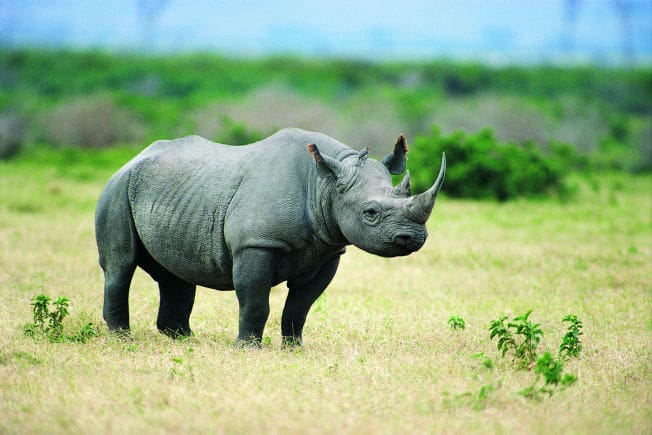 Black Rhino (courtesy usnews.com)