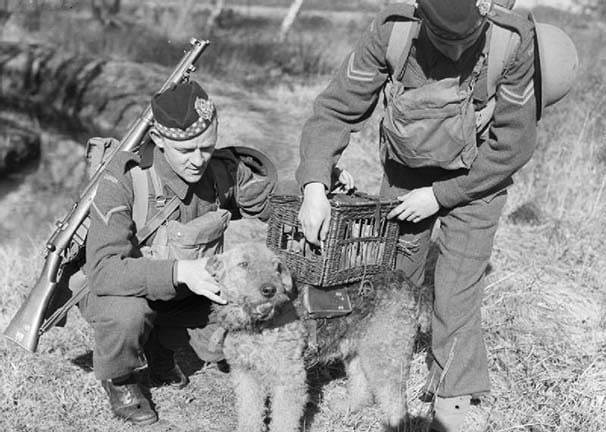War_Dog_Training_in_Britain,_C_1940_D442