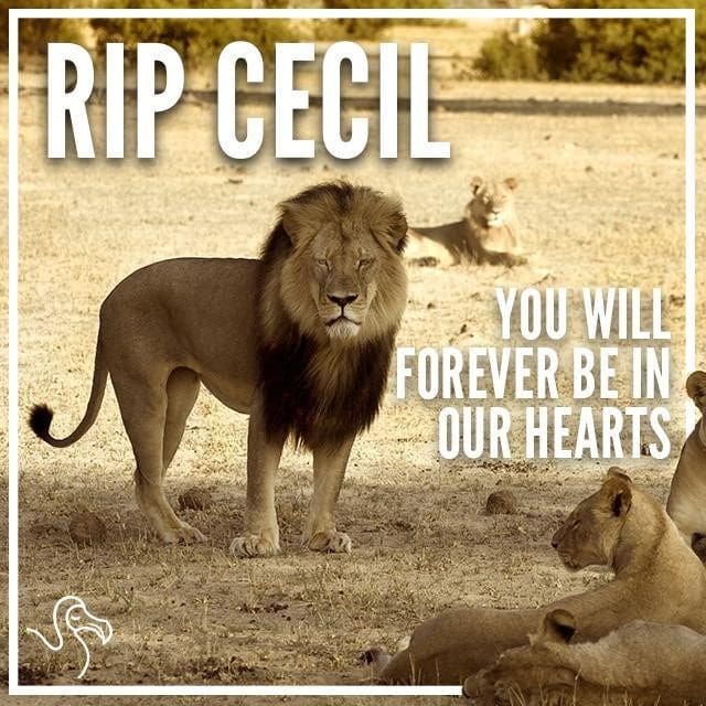 Cecil-the-Lion-640x640