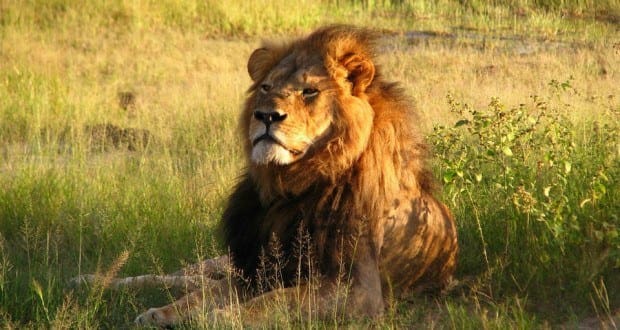 Cecil_the_lion-620x330