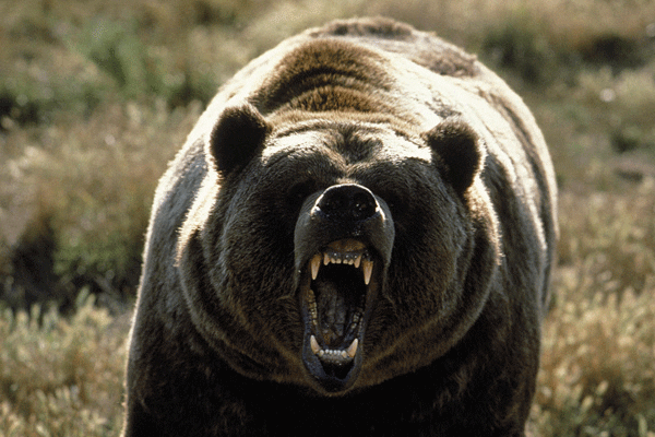 Grizzly bear (courtesy csmonitor.com)