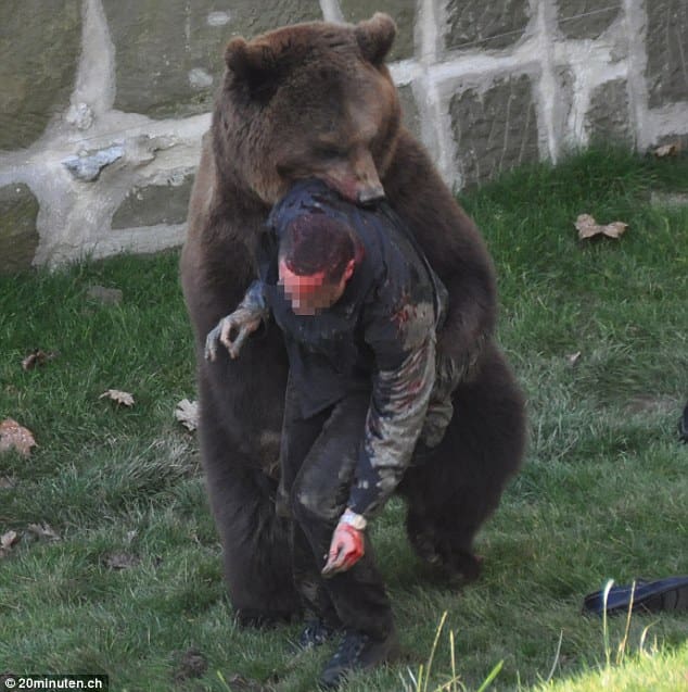 Bear attack (courtesy dailymail.co.uk)