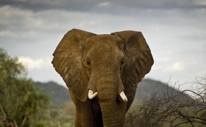 African elephant (courtesy wildnet.org)