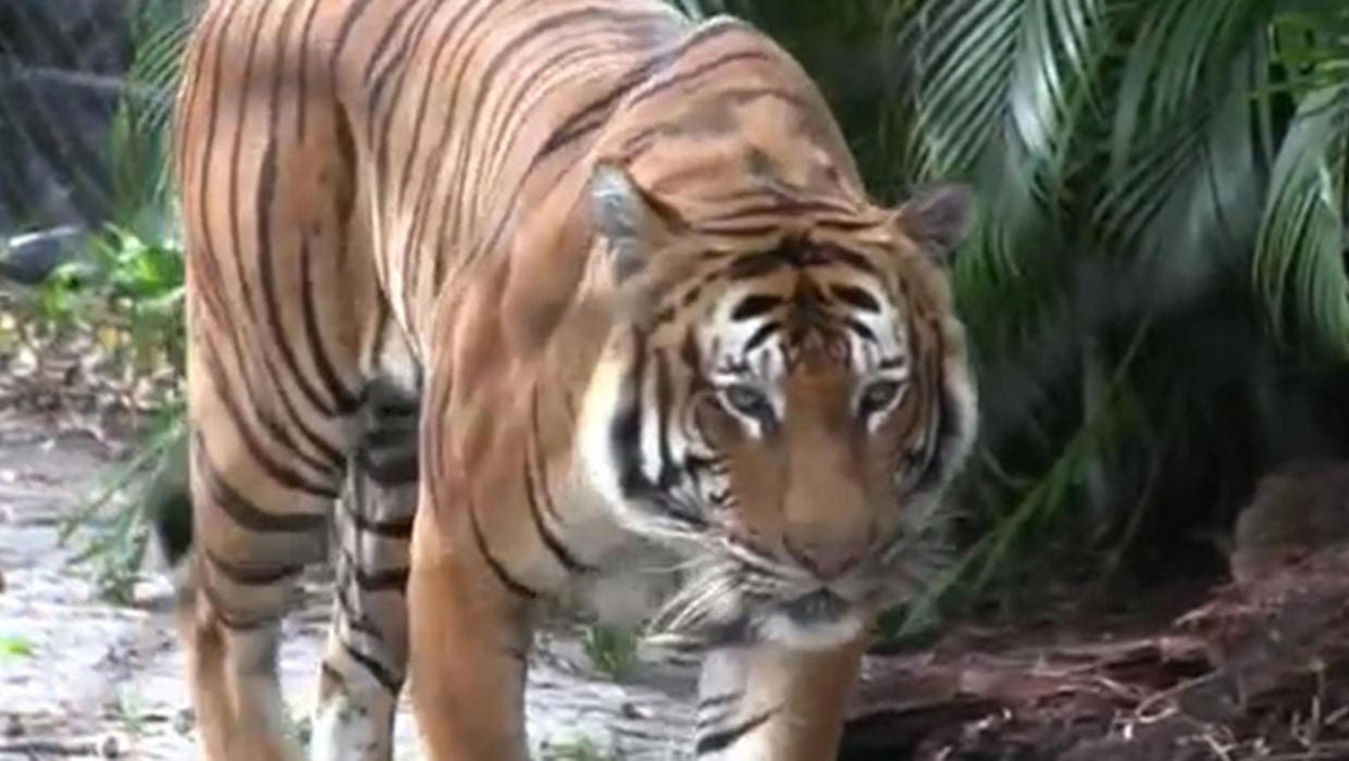 Tiger at Palm Beach Zoo (courtesy cbsnews.com)
