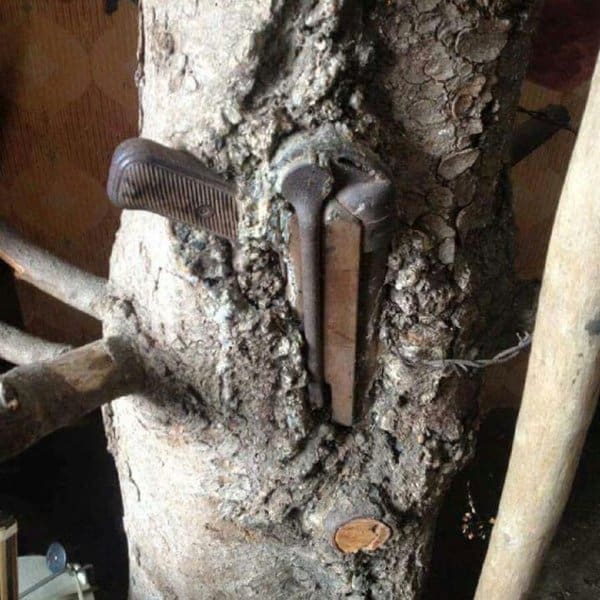 tree gun