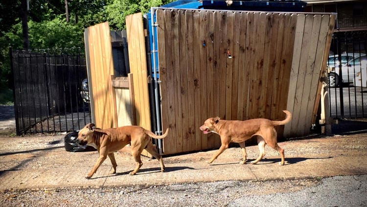 stray-dogs-in-dallas-courtesy-latimes-com