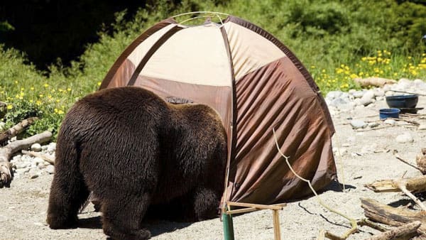 bear-in-campsite-howcast-768x432_1