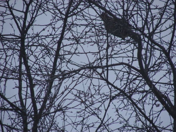 grouse-in-crabapple-evening-northern-wisconsin-2012-folks-place