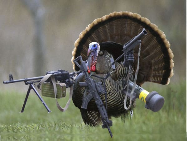 turkey-holding-guns-900x680_1