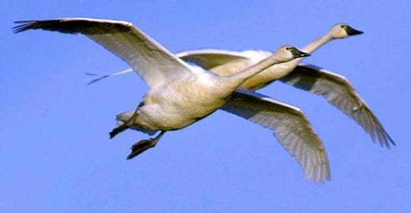 Feds consider allowing hunting of trumpeter swans. 