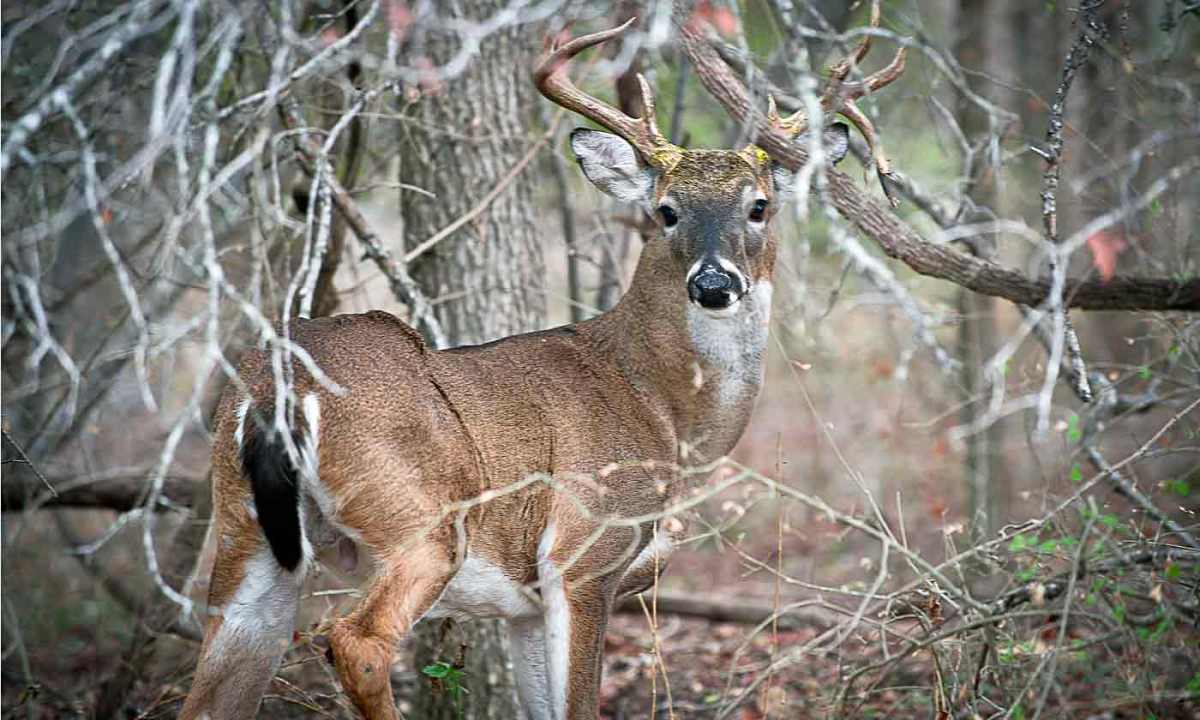First time teen hunters in Louisiana get their first deer. 
