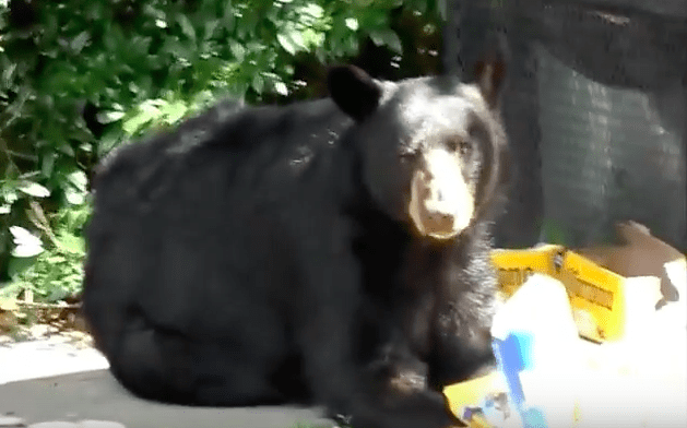 Trash eating bear (courtesy youtube.com)
