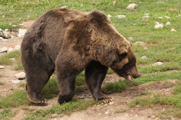 Alaskan brown bear stalked hunter