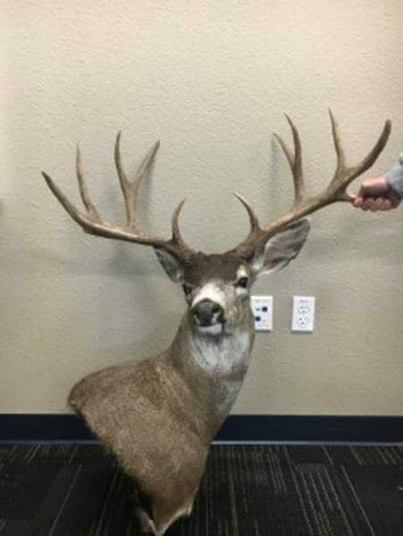 A Sacramento County man entered a no contest plea Tuesday to charges of poaching a huge blacktail deer in Sacramento County.   John Frederick Kautz, 51, of Lodi, was charged with possession of an illegally poached deer and falsification of deer tag reporting information, both misdemeanors, following a three-month investigation.   Kautz illegally killed the trophy-sized buck on private property in Wilton in December 2016, two months after the deer season closed in the area. The deer had an antler spread of 31 inches with four antler points on one side and five on the other, which is an unusually large size for this part of California.