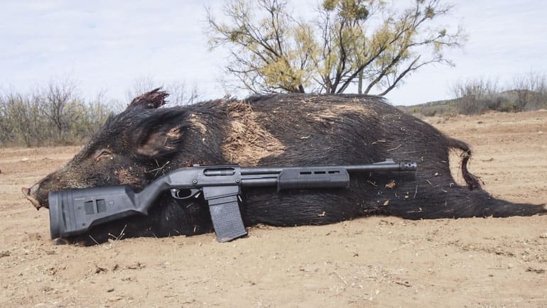 Remingon 870 DM Goes Hog Hunting in Texas