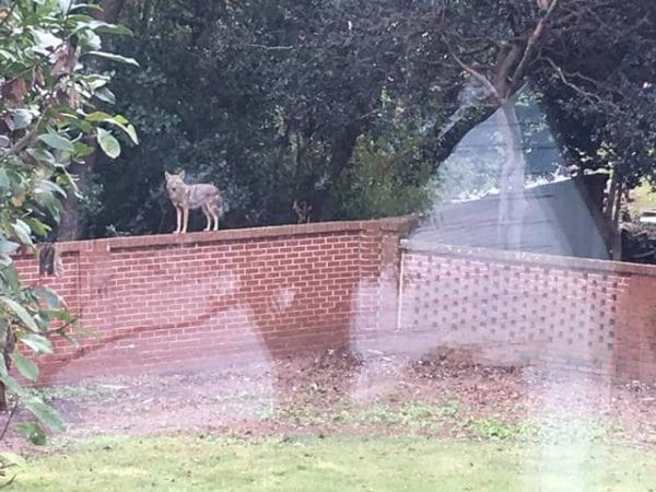 The S.C. Department of Natural Resources announced Thursday that the reward is part of the state’s Coyote Harvest Incentive Program, according WSPA. DNR officials said 16 coyotes have already been tagged and released this year, Fox Carolina reported. Another eight coyotes released in 2016 have not been caught yet either. Hunters must save the carcass for verification to get the free hunting license, Fox Carolina reported.