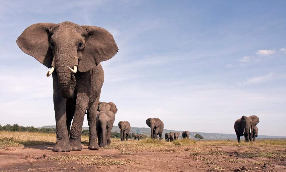 Obama didn't follow law when banning elephant hunting trophies