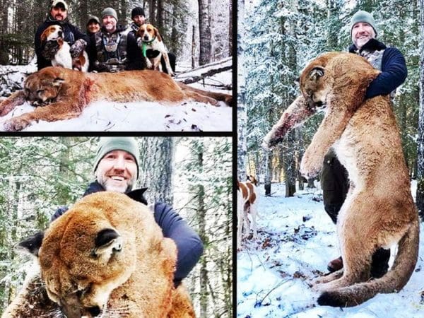 Alberta has 2,500 cougars: Biologist says hunting them is ethical and legal