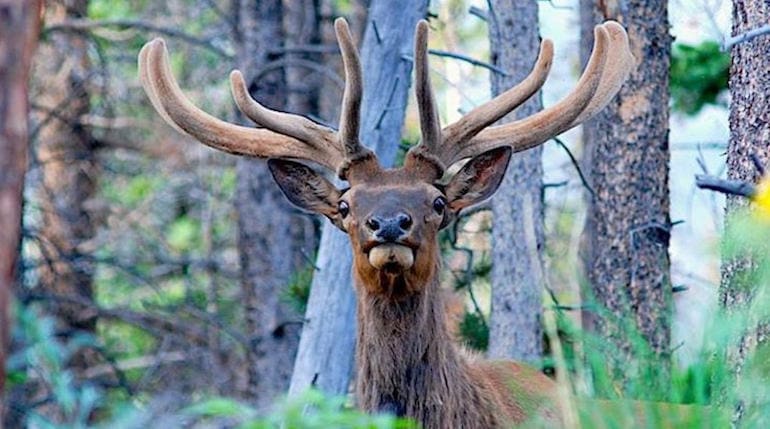 Anne Elk. A surprised elk (courtesy flickr.com)