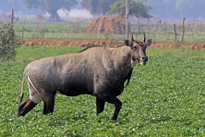 Nilgai Bull (image courtesy of Wikipedia)