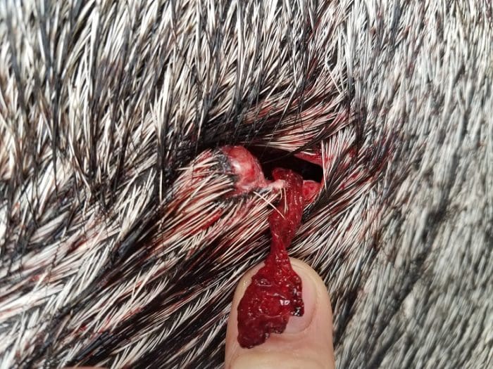 Nilgai .458 Ham'r entrance wound (image courtesy of JWT for thetruthaboutguns.com)