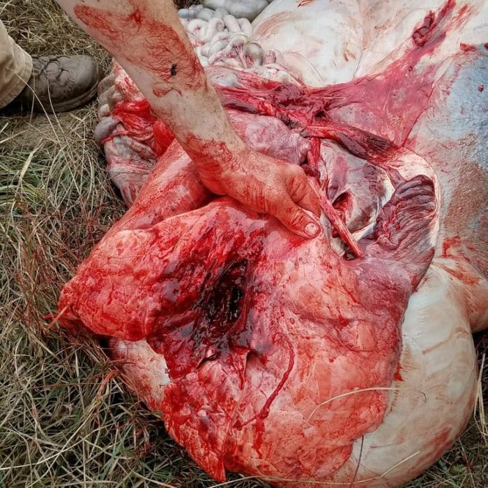 Nilgai Bull lung (image courtesy JWT for thetruthaboutguns.com)