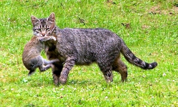 Iowa Town Freaks Out Over Cops Shooting Feral Cats The Truth About Guns