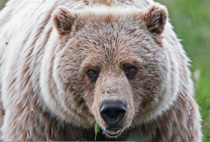 Wyoming Grizzly Bear Shot Handgun