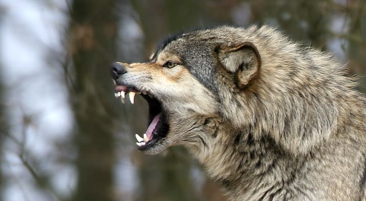 Woman Rescued Wolf Pack Tree