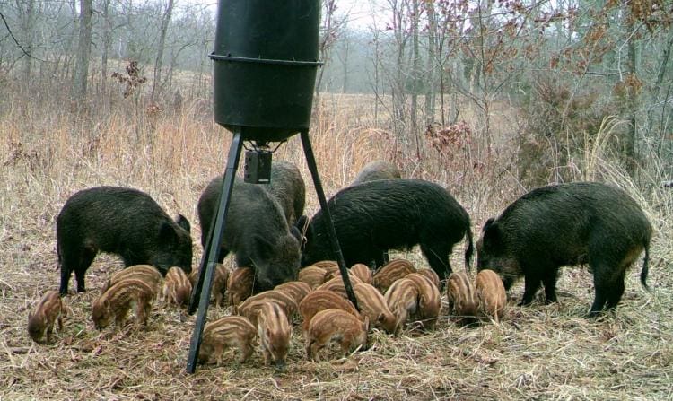 Feral Hogs Pigs Feeder
