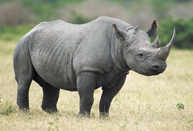 South Africa Black Rhino Poachers Killed Lions