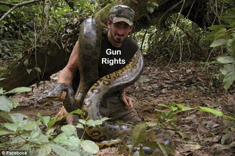 Anaconda Eaten Alive Gun Control