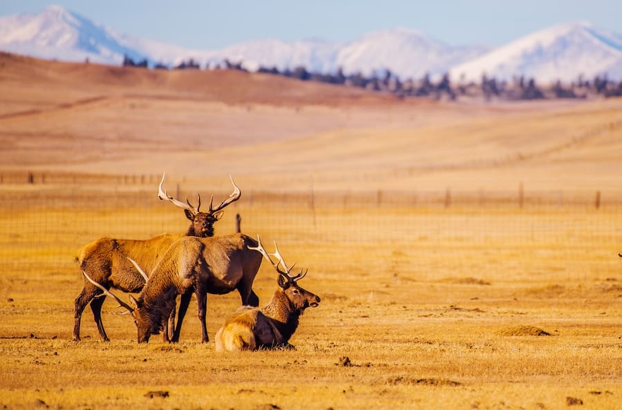 RMEF Rocky Mountain Elk Foundation