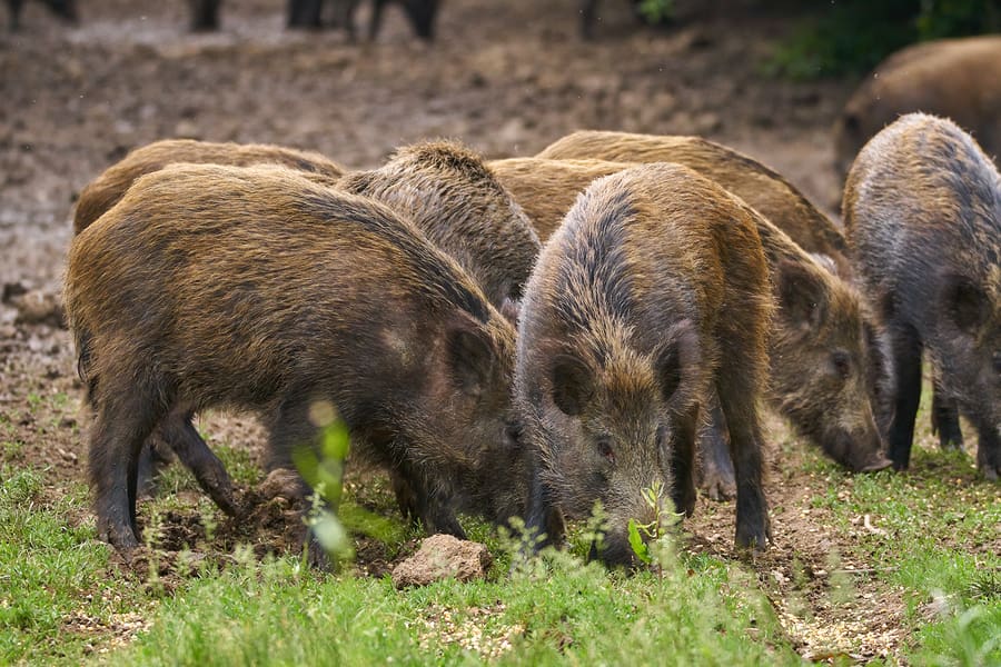 Texas feral hog hunting