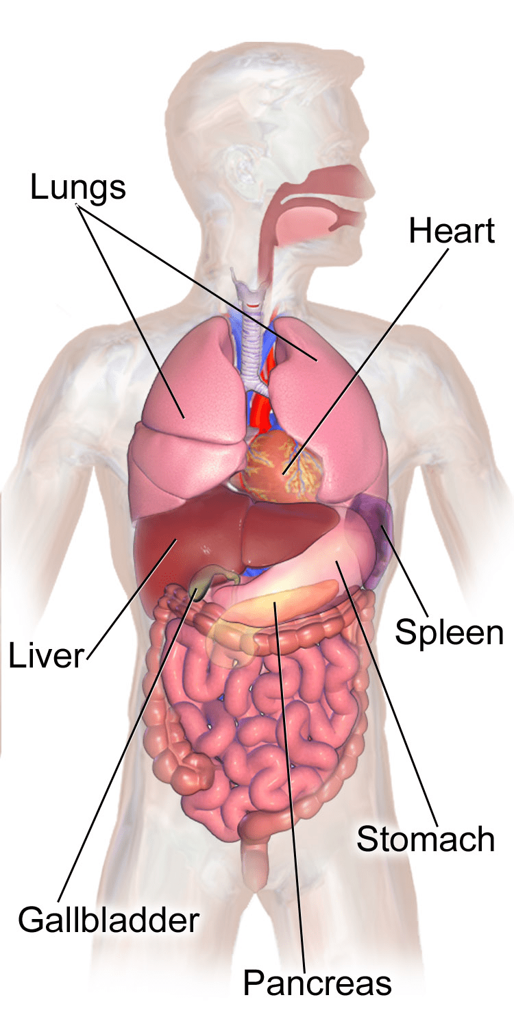 center mass vital organs