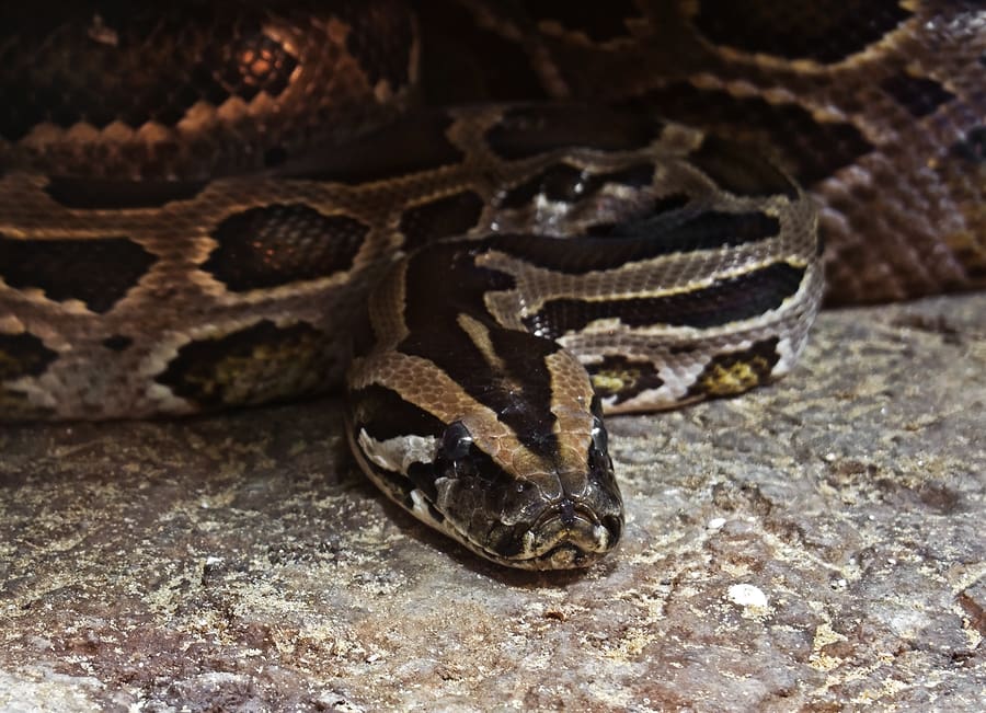 Florida burmese python hiring hunters